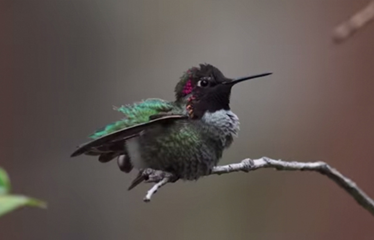 woman develops bond with over 200 hummingbirds now they woman develops bond with over 200 hummingbirds now they