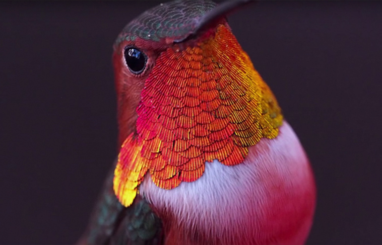 woman develops bond with over 200 hummingbirds now they woman develops bond with over 200 hummingbirds now they