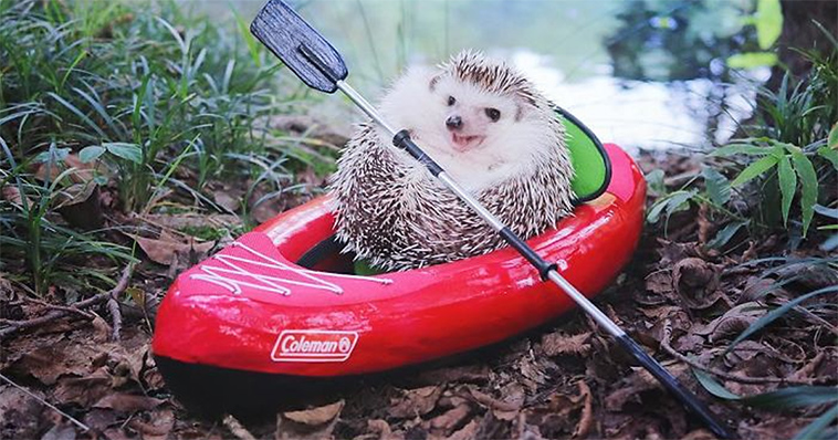 This Little Hedgehog Went 'Camping' And It's The Cutest Thing Ever