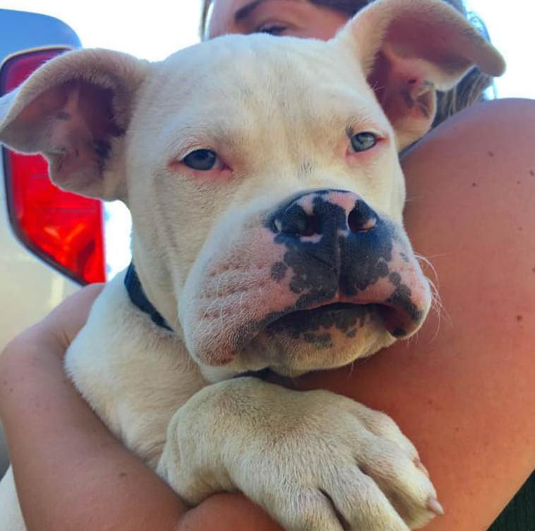 17 Dogs Who Learned The Hard Way Not To Eat Bees