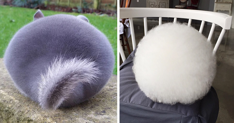 20 Unusually Round Animals That Will Bring A Smile To Your Face