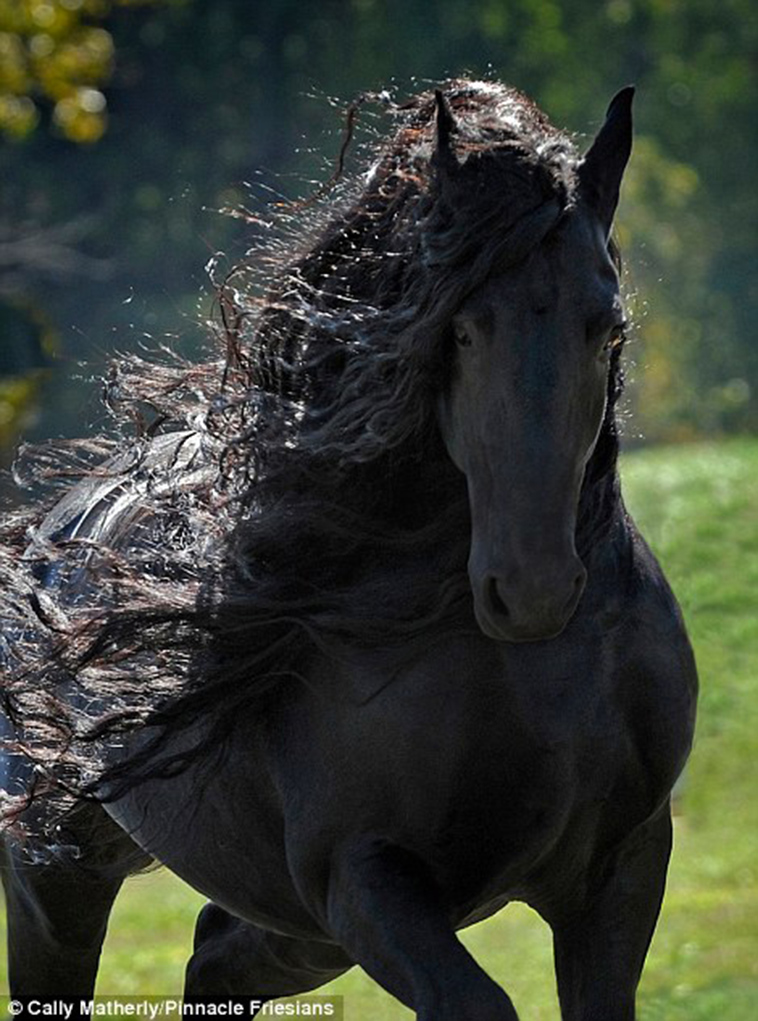 Meet Frederik The Great, A Stunning Friesian Stallion From The United ...