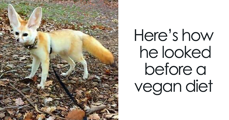 What Happens If A Vegan Puts Her Fennec Fox On A Vegan Diet