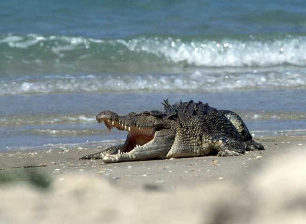 10-monstrous-animals008