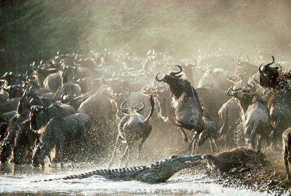 Crocodiles_Striking