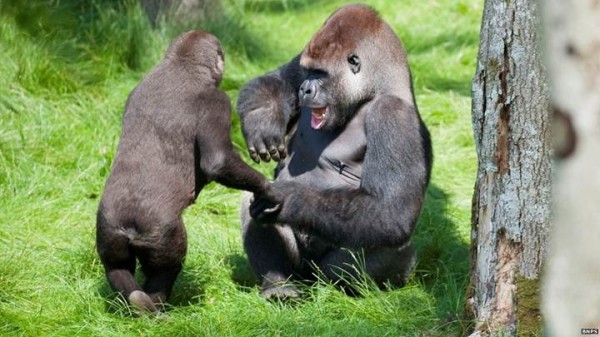 Crazy_Facts_You_Probably_Don't_Know_But_Should_gorilla_birth_control