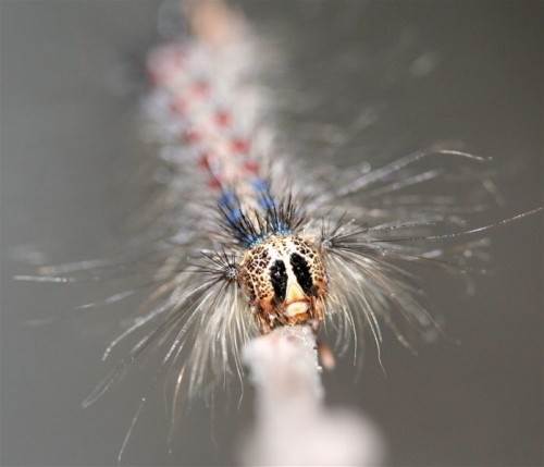 Gypsy Moth Caterpillars