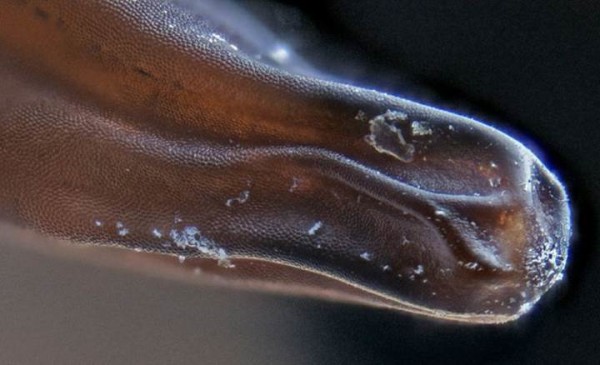 Hair Worms