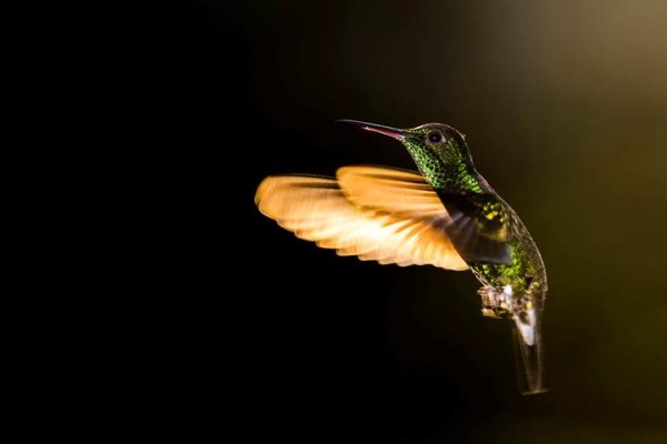 Hummingbird