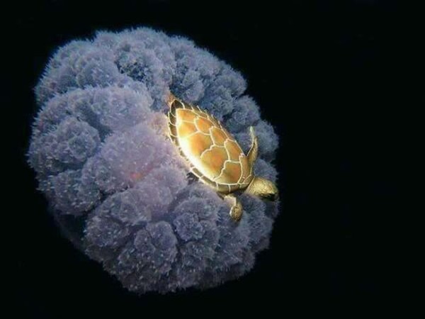 In_The_Ocean