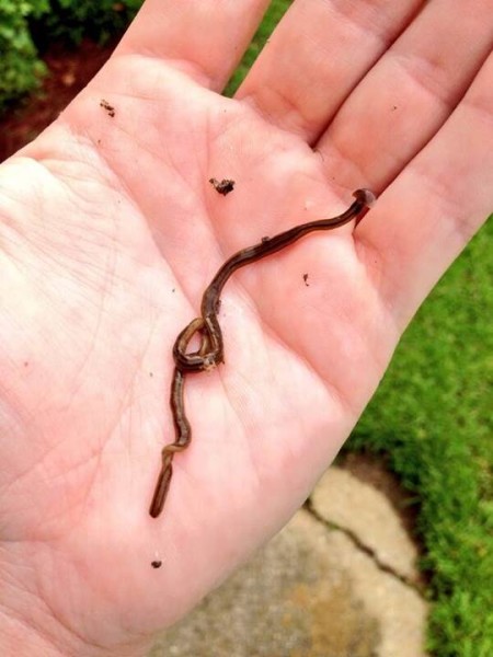 Parasitic Flatworms