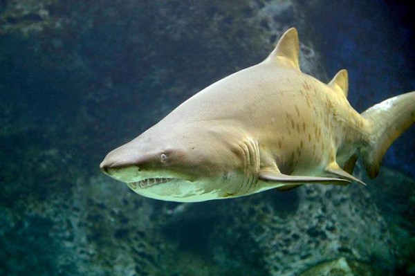 Sand Tiger Sharks