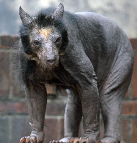 The Great Hairless Bear