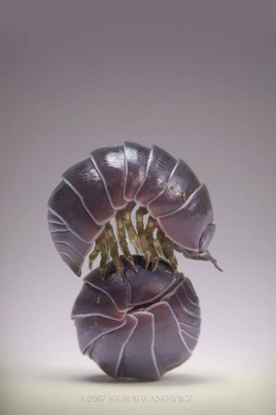 The Roly Poly Pill Bug