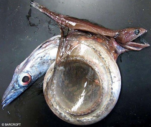 Wierd_Fish