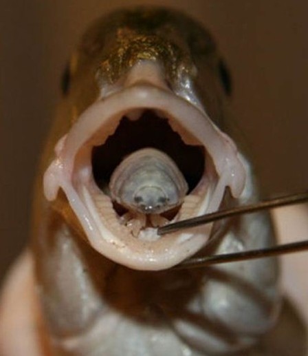 Tongue-Eating Isopods
