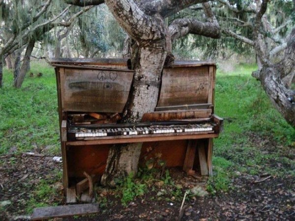 tree_growing_through_piano