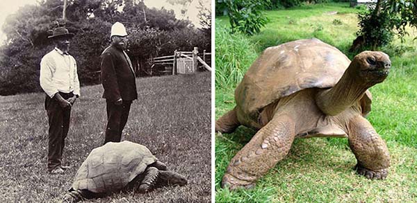 82-year-old-tortoise