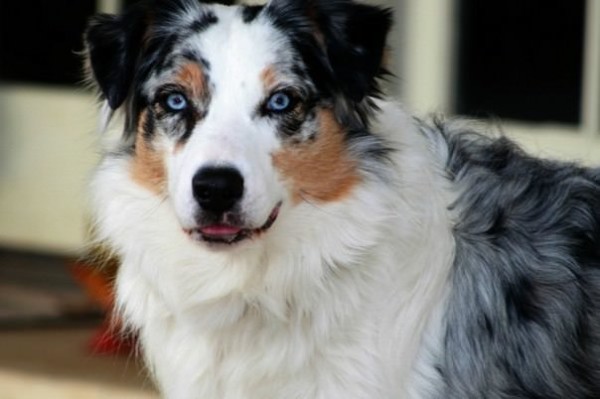 Australian Shepherd