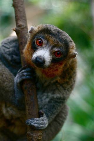 Fyling Lemurs