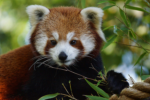 Red Panda