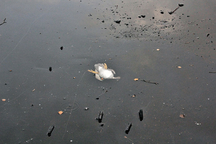 duck rescue frozen lake