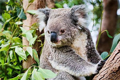 koala