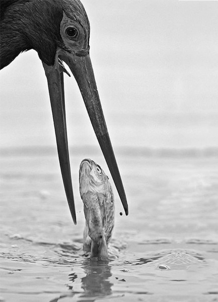 perfectly-timed-photos