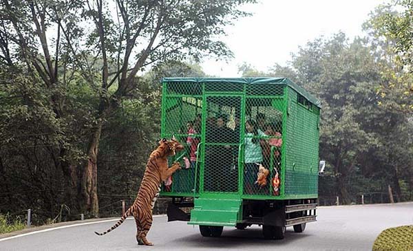 lets animals roam free