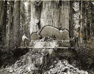 lumberjacks giant redwoods