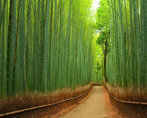 Magical Tree Tunnels