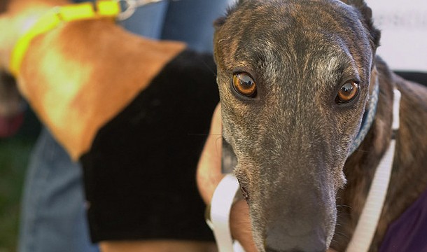 Why Your Next Dog Should Be A Greyhound