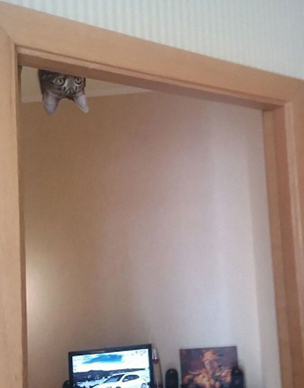 ninja cats
