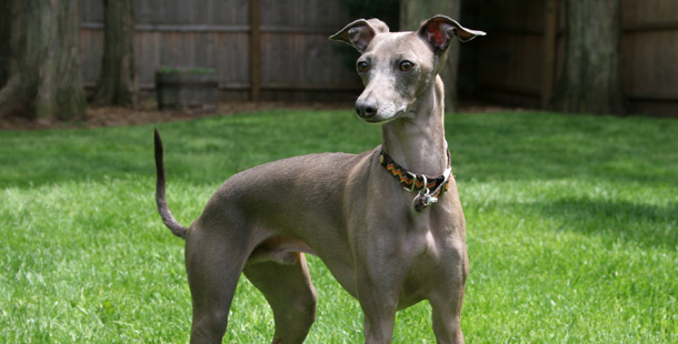 Why Your Next Dog Should Be A Greyhound
