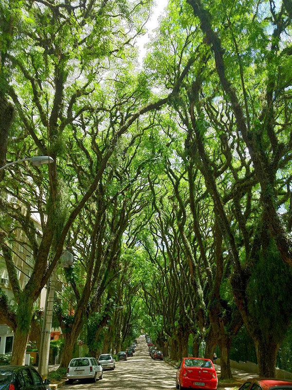 Magical Tree Tunnels