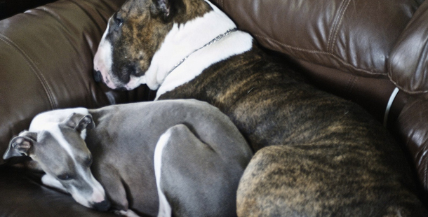 Why Your Next Dog Should Be A Greyhound