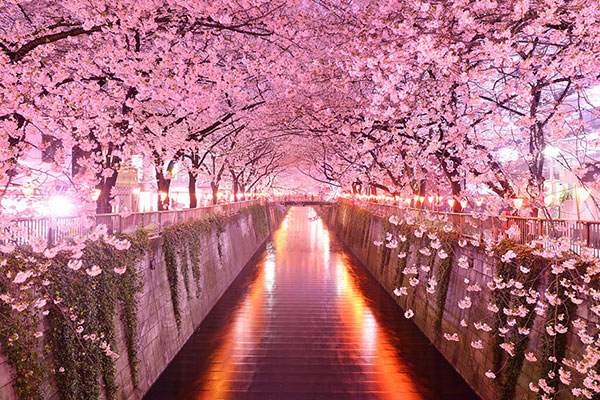 Magical Tree Tunnels
