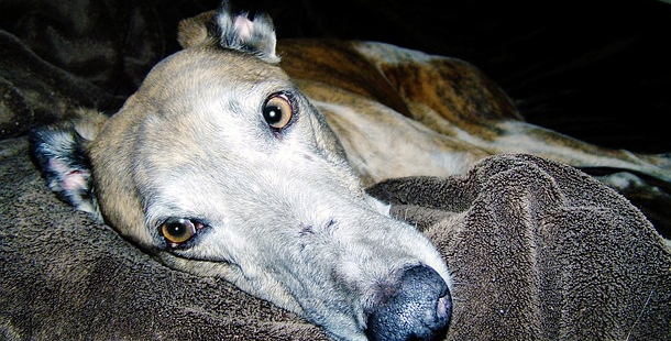 Why Your Next Dog Should Be A Greyhound
