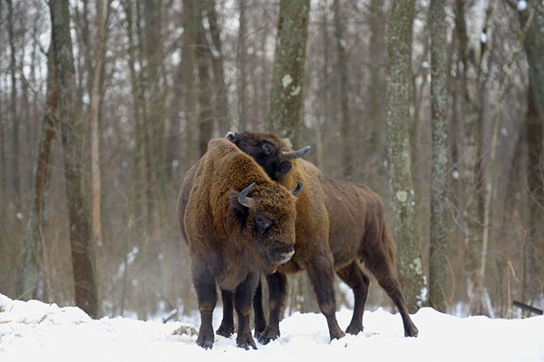 The Chernobyl Disaser Radioactive Animals