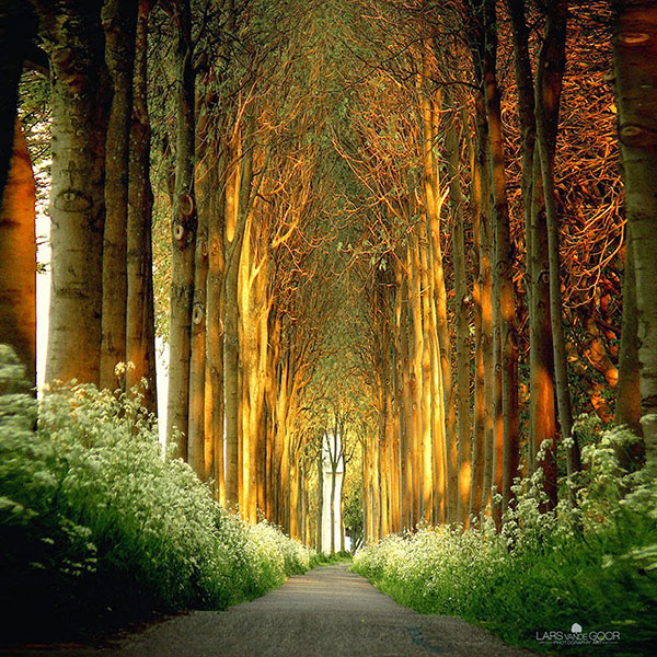 Magical Tree Tunnels