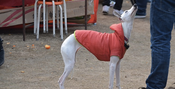 Why Your Next Dog Should Be A Greyhound