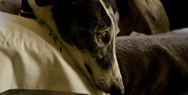 Why Your Next Dog Should Be A Greyhound