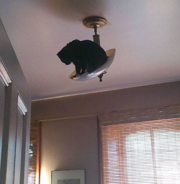 ninja cats