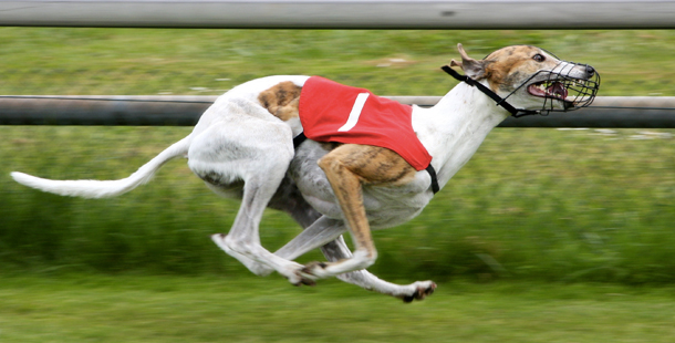 Why Your Next Dog Should Be A Greyhound