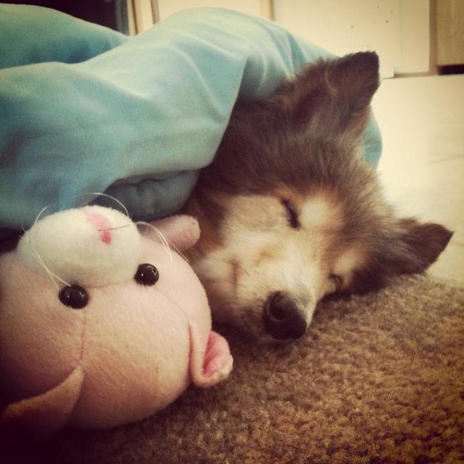 dog rescue