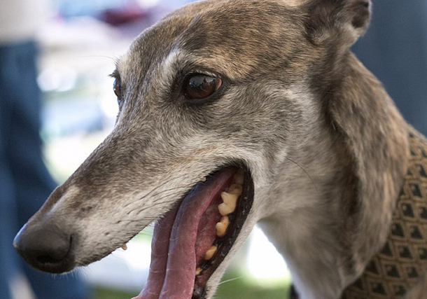 Why Your Next Dog Should Be A Greyhound