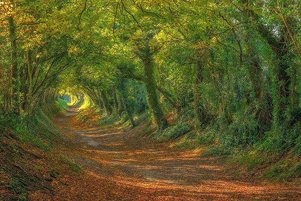 Magical Tree Tunnels