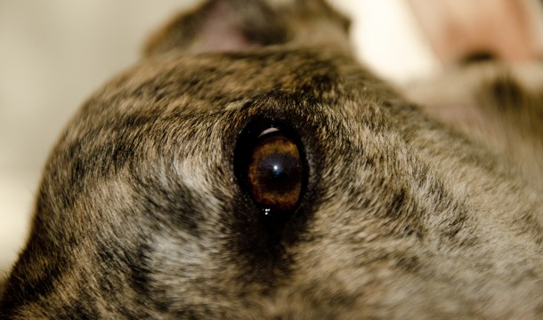 Why Your Next Dog Should Be A Greyhound