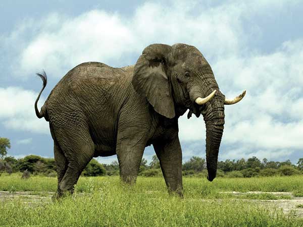 Elephant Poaching