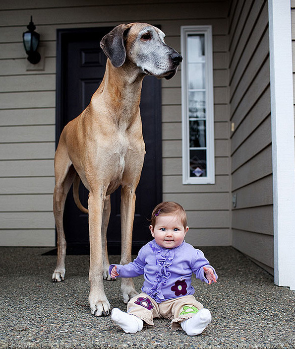 little kids big dogs